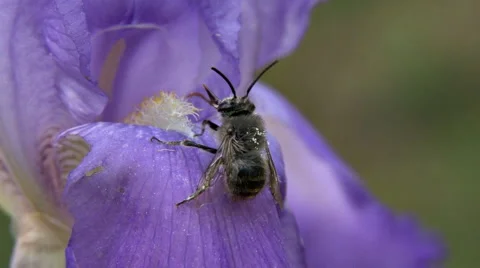 Bee drunk on purple flower Stock Footage 1214290
