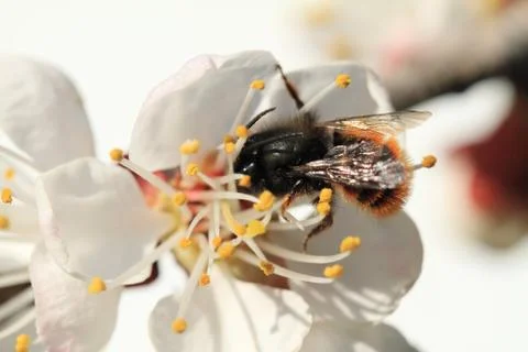 Bee during work Stock Photos