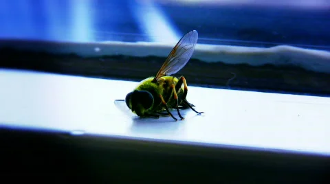 Bee Dying 1 Video stock 448942