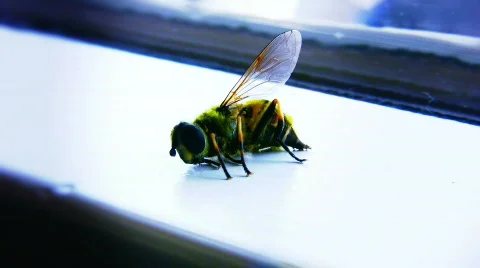 Bee Dying 2 Stock Footage 448950