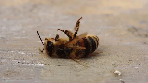 The bee is dying. A dead bee close up Stock Footage
