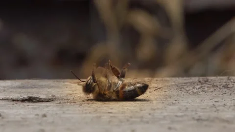 The bee is dying. A dead bee macro. The death of honey bees and environmental Stock Footage 201126625
