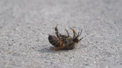 A Bee Dying From The Effects Of Neonicotinoids Video stock 68777552