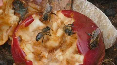 Bee eat rotten apple Stock Footage 62863658