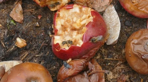 Bee eat rotten apple Stock Footage 62887688