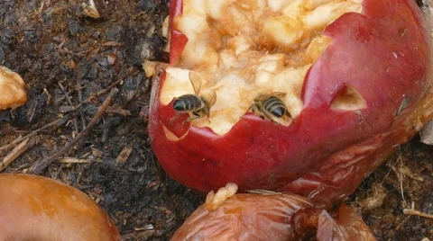 Bee eat rotten apple Stock Footage 62888591