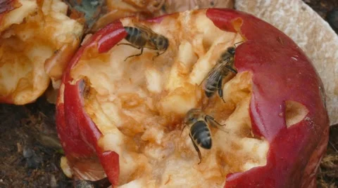 Bee eat rotten apple Stock Footage 62891462