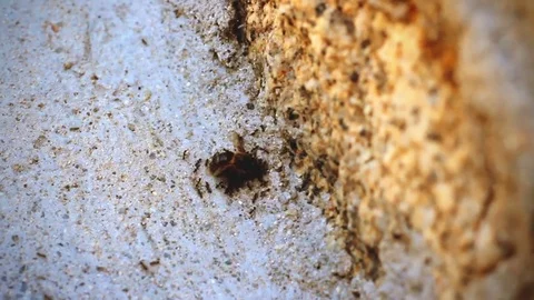 Bee eaten by ants Stock Footage 78766938