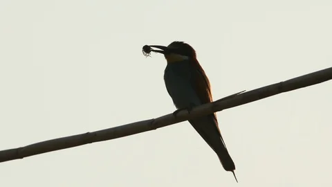 A Bee-eater after the hunt 스톡 동영상 127772084