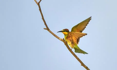 Bee-eater awaiting hunting Stock Photos