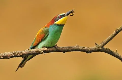 Bee eater with a bee Stock Photos