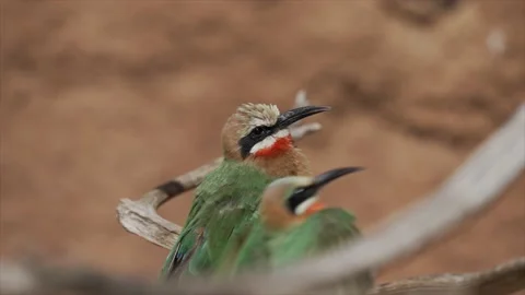 Bee eater bird flies to branch slow motion Stock Footage 150906465