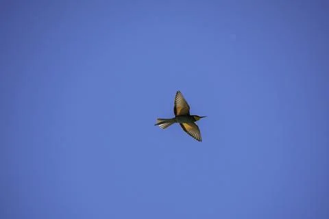 Bee-Eater Bird Flying Against Clear Blue Sky With Outstretched Wings in Bri.. Stock Photos