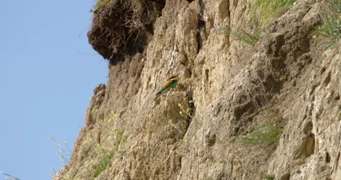 Bee-eater bird in front of the nest in spring Stock-Footage 255983548