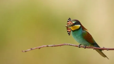 Bee eater bird - ( Merops apiaster ) Stock Footage 139980342