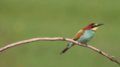 Bee Eater Bird -  Merops Apiaster , Close-up Image Stock Footage 196834408