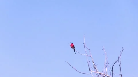 Bee Eater Bird. Okavango Delta, Moremi National Park, Botswana. Stock Footage 130246862