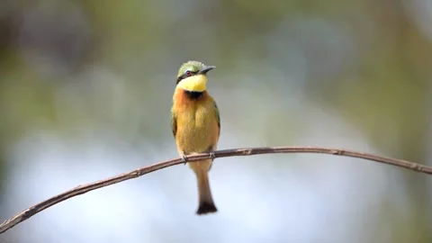 Bee eater bird perched on a branch Stock Footage 132748393