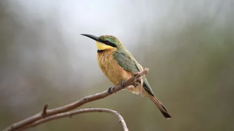Bee eater bird perched on a branch Stock Footage 132749239