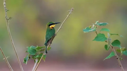 Bee-Eater Bird Perched on Branch Stock Footage 321837330