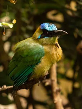 Bee eater bird perched on a branch, naturalistic Stock Photos