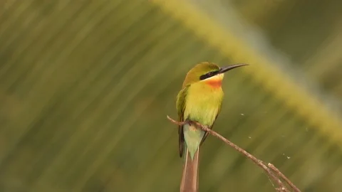 Bee Eater bird perched on tree branch,searching for food Stock Footage 238636275