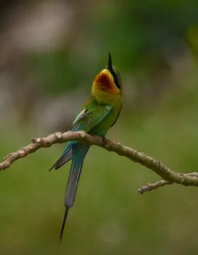 Bee-eater bird Stock Photos