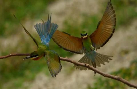 Bee-eater bird Stock Photos