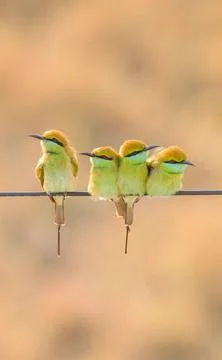 Bee Eater Bird Foto stock