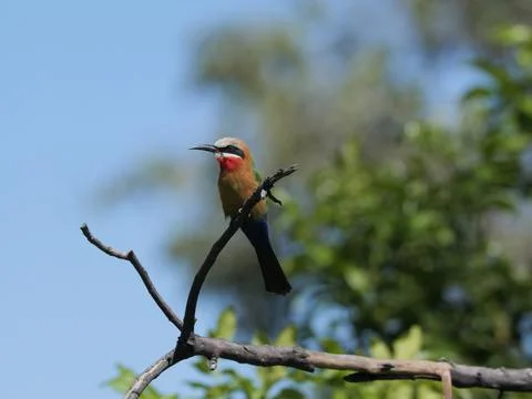 Bee-eater bird on a twig Stock Photos