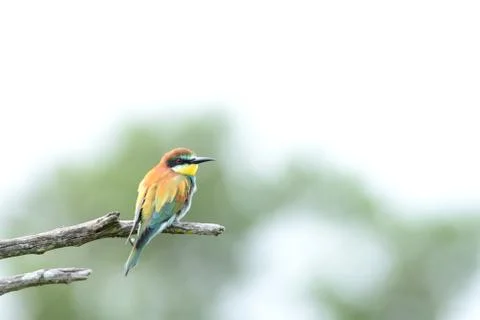 Bee eater bird in the wild Stock Photos