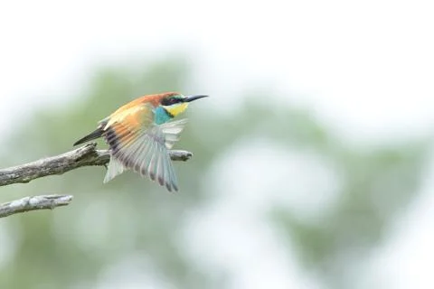 Bee eater bird in the wild Stock Photos