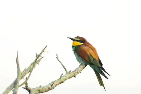 Bee eater bird in the wild Fotos Stock