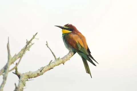 Bee eater bird in the wild Foto stock