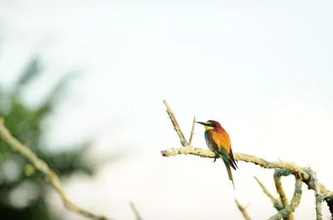 Bee eater bird in the wild Stock Photos