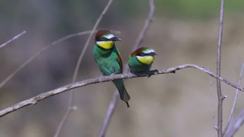 Bee eater birds mating Stock Footage 201139275
