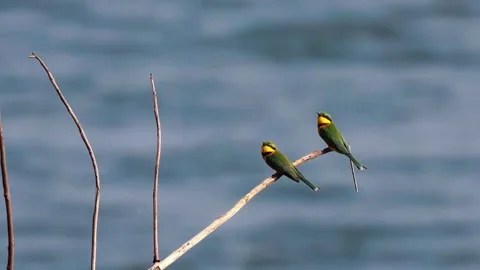 Bee-Eater Birds Sitting on Branch Stock Footage 321837269