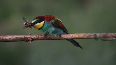 Bee-eater on a branch eating a beetle Stock Footage 167233022