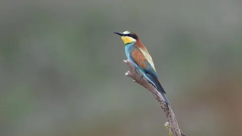 Bee-eater on a branch Stock Footage 83447995