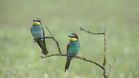 Bee-eater on the branch Stock Footage 117222783