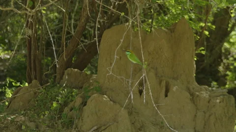 Bee eater on the branch Stock Footage 234206486