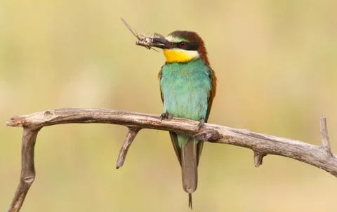 Bee-eater caught prey. Beautiful colorful bird Foto stock