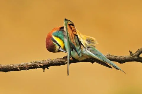 Bee eater cleaning it's feather Stock Photos