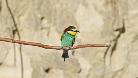 Bee-Eater Close-Up Preening – Brilliant Plumage Colors 8K Cinematic Stock-Footage 320278197