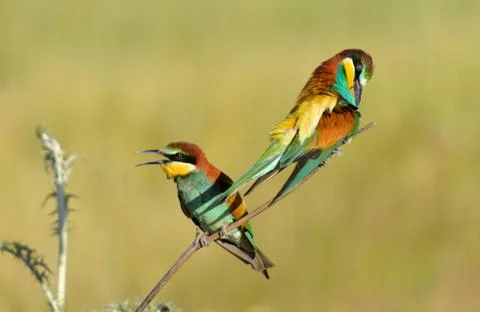 Bee eater couple on the branch Foto stock