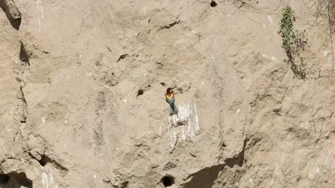 Bee Eater in the Danube Delta in Romania Stock Footage 233259554