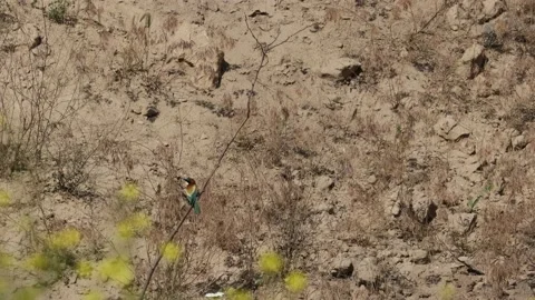 Bee Eater in the Danube Delta in Romania Stock Footage 233259583