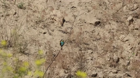 Bee Eater in the Danube Delta in Romania Stock Footage 233261978