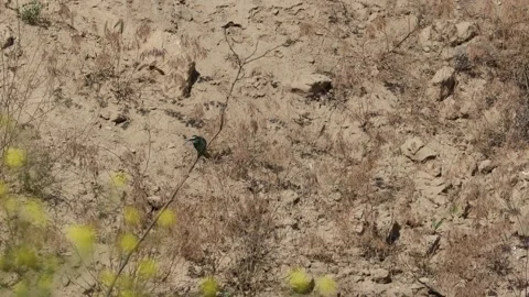 Bee Eater in the Danube Delta in Romania Stock Footage 233263731