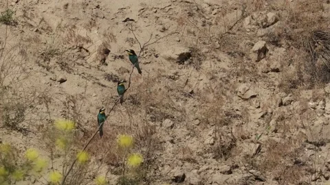 Bee Eater in the Danube Delta in Romania Stock Footage 233263766